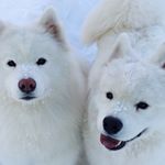 Avatar of Tinkerbelle & Meeko