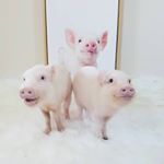 Avatar of Paris The Mini Pig